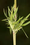 Lindheimer panicgrass